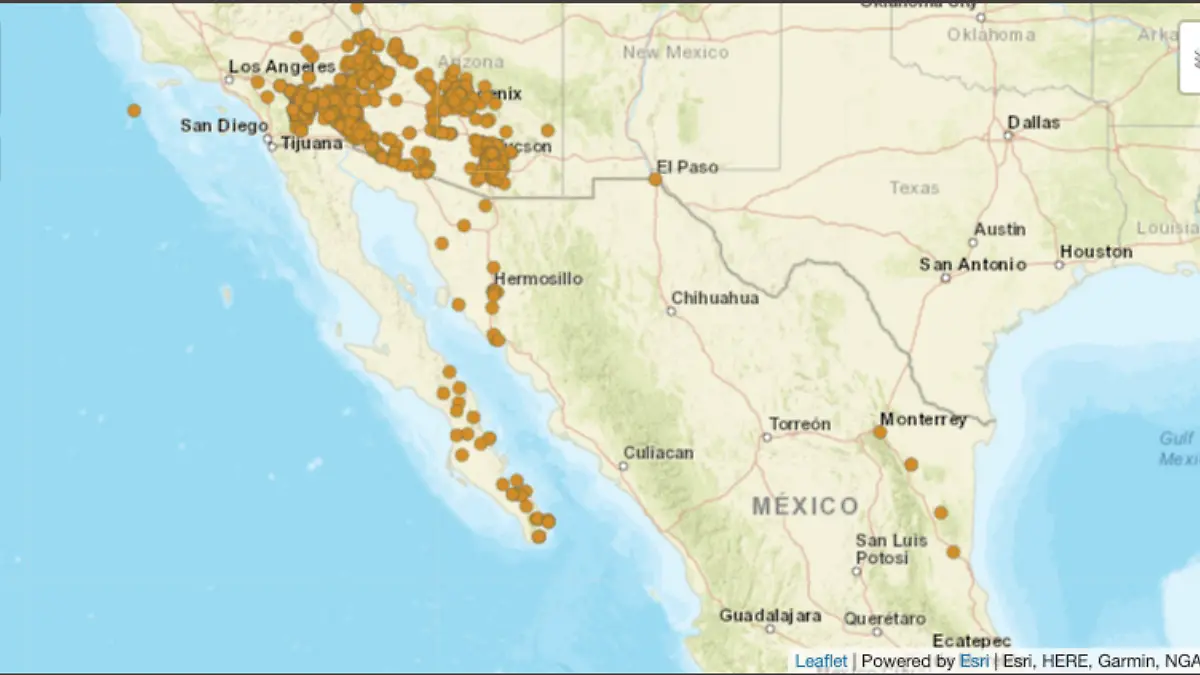 Palo verde ayuda a reforestar zonas áridas del estado