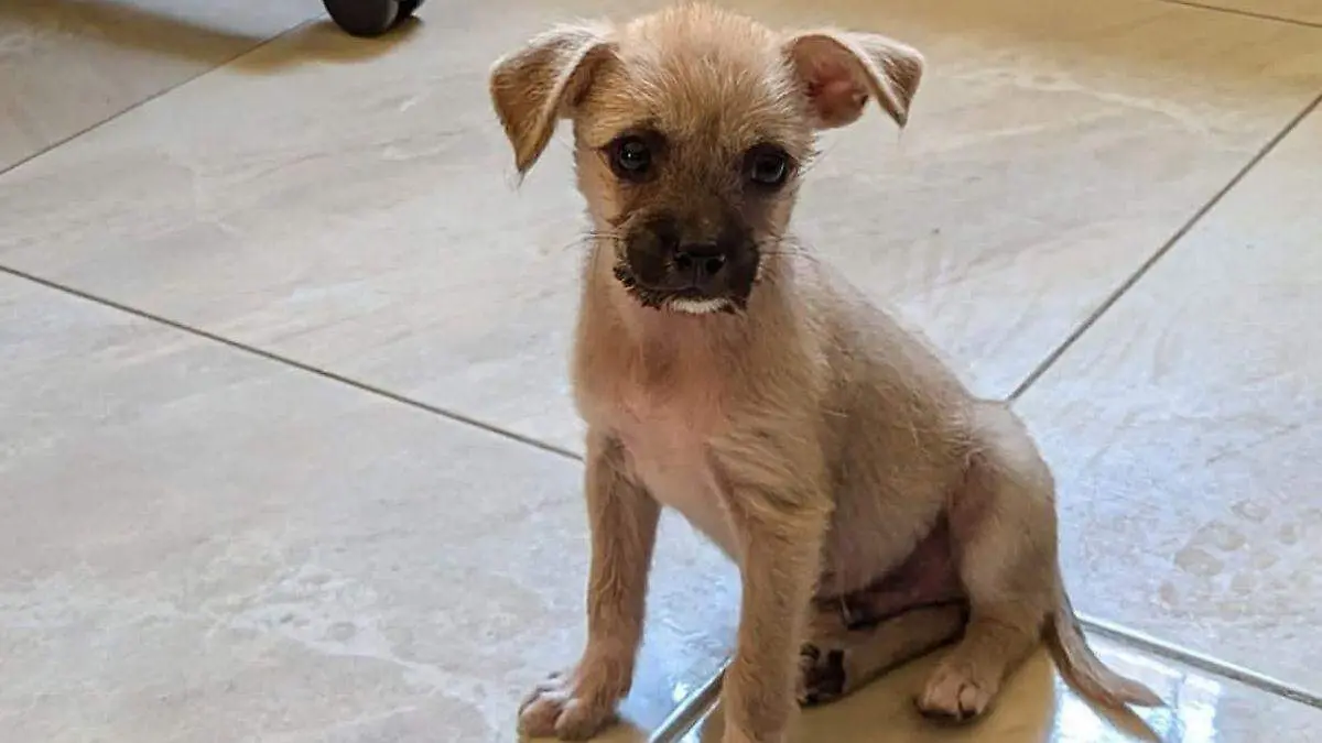 rescate de perritos en la paz