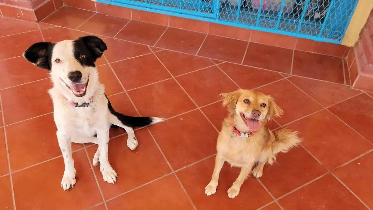 adopciondemascotas