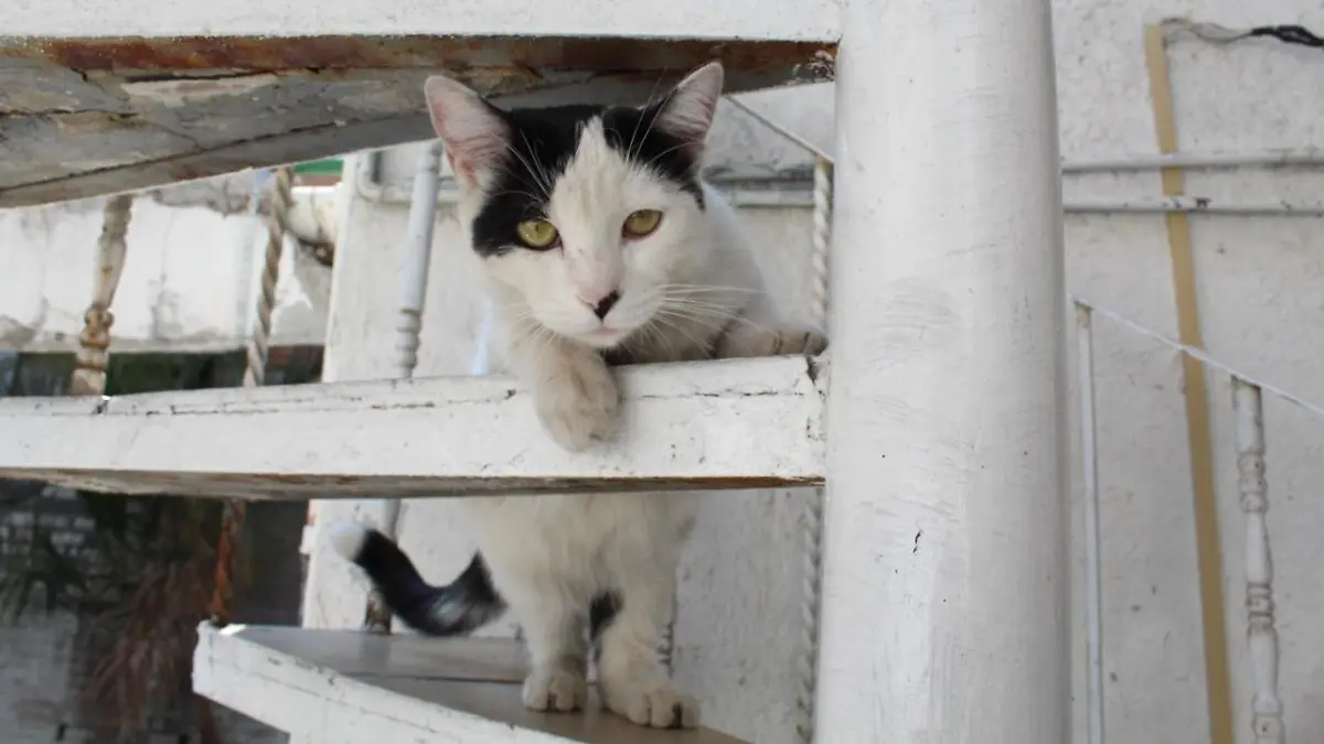 gatos esterilizacion