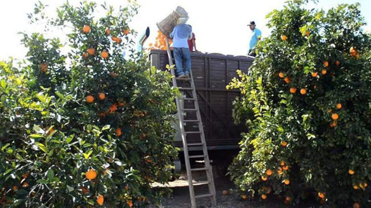 naranjas 4