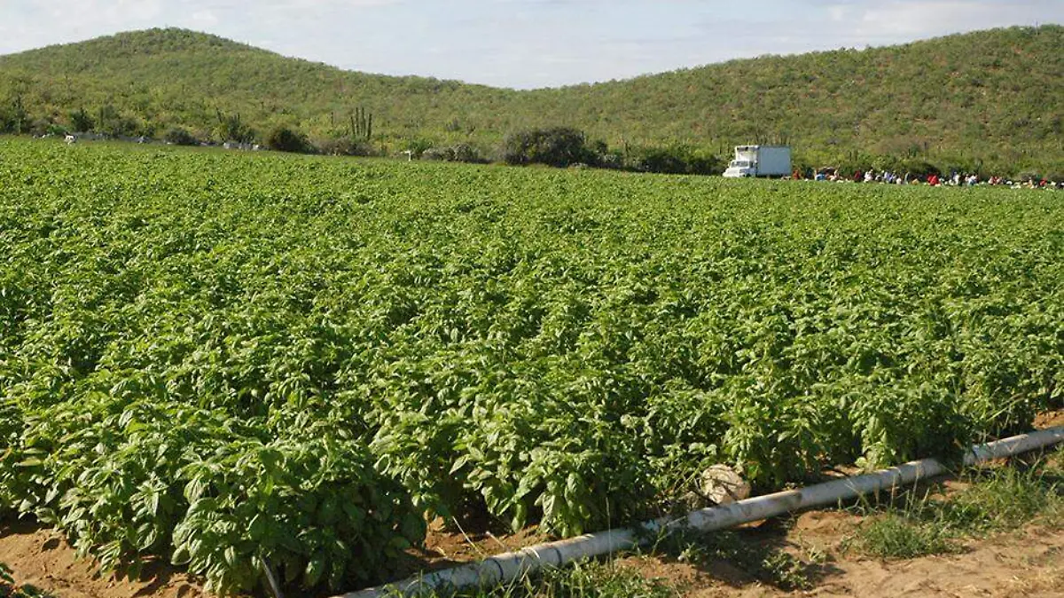 CAMPO 1