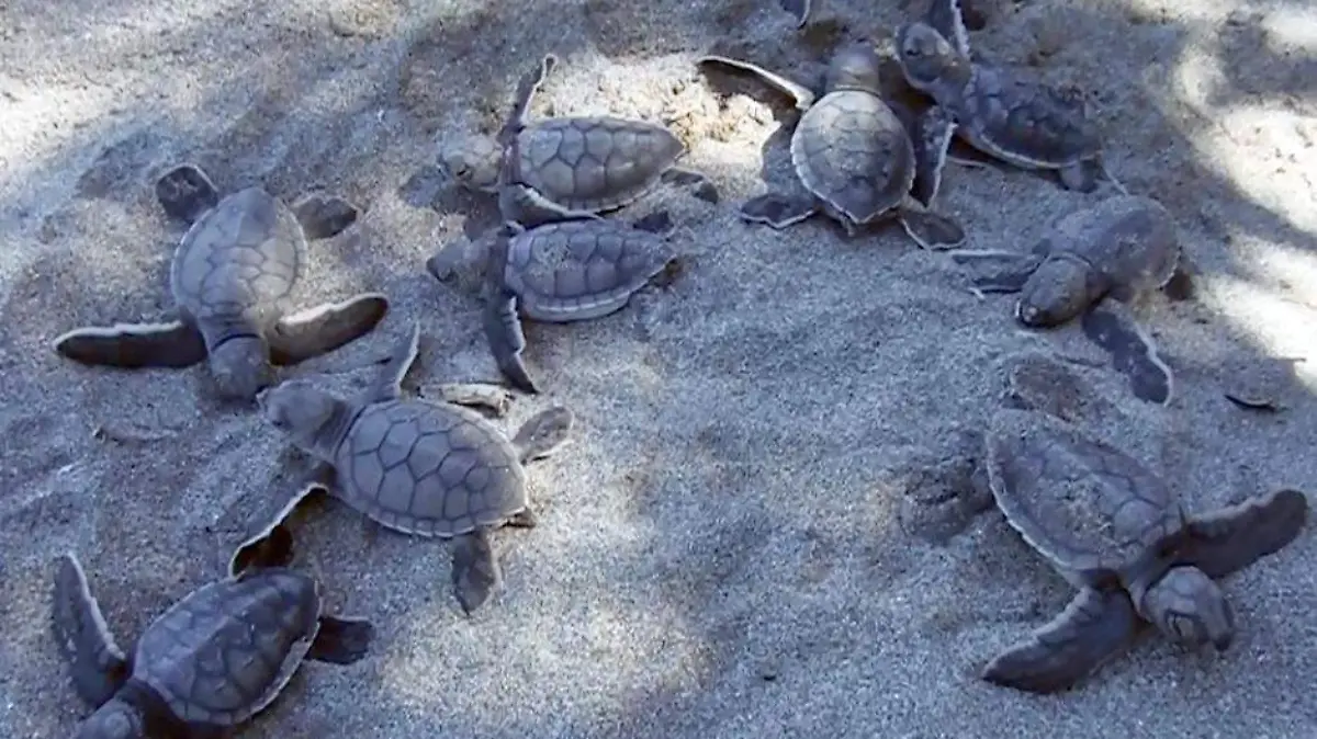 UN TOTAL DE 1883 CRIAS...