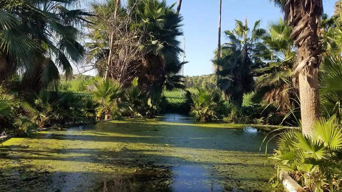 ESTERO 6