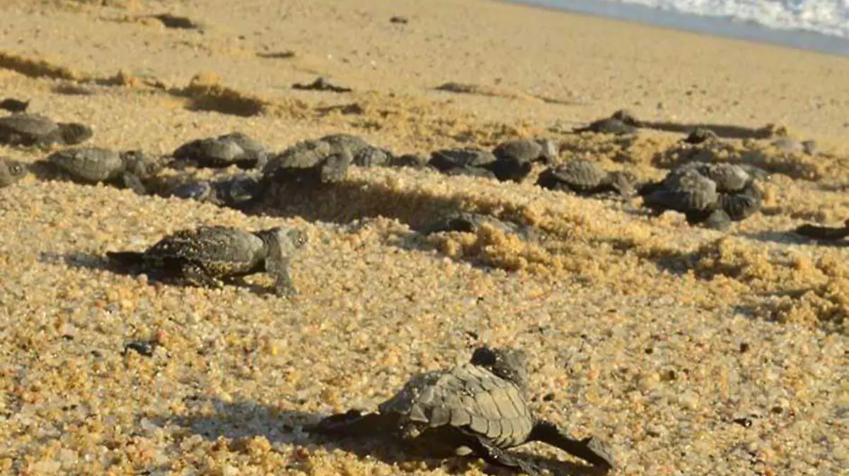 TORTUGUERO 2
