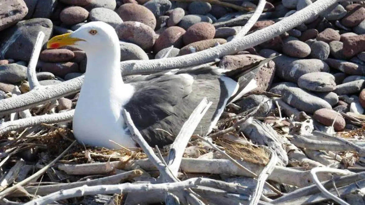 DE FORMA PERMANENTE SE...