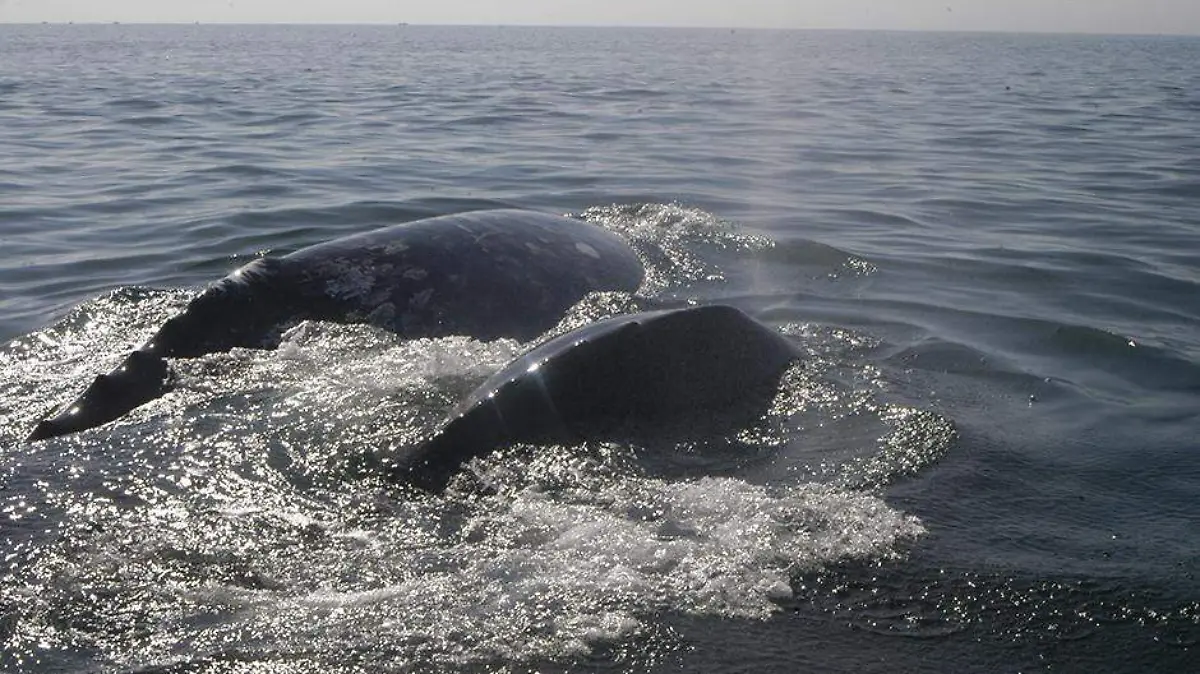 BALLENAS 5