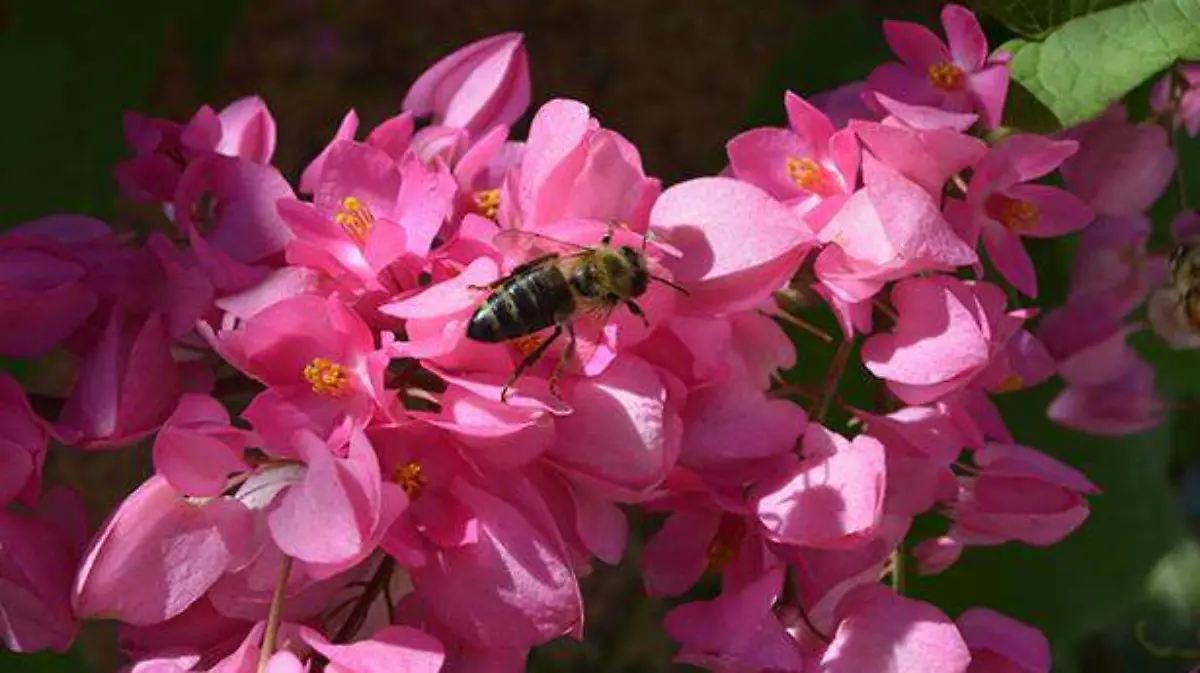 Inicio de la primavera