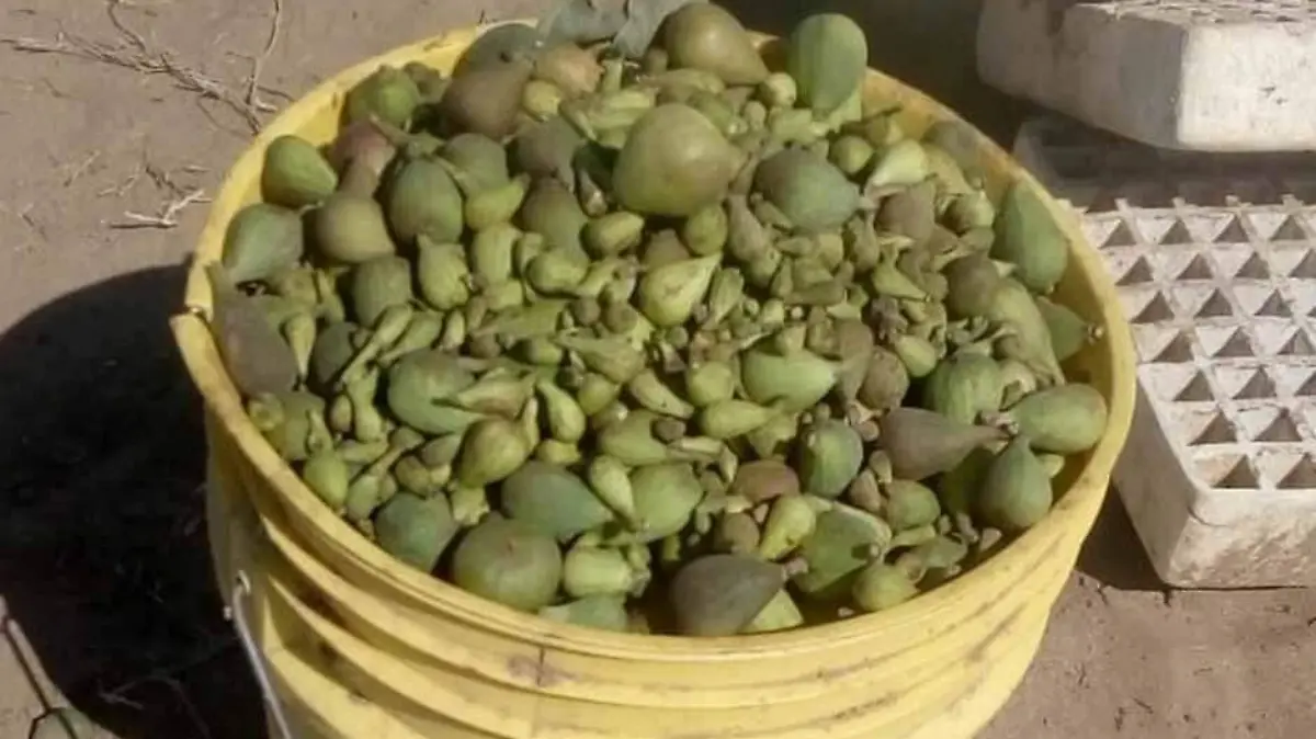 SANIDADES 1