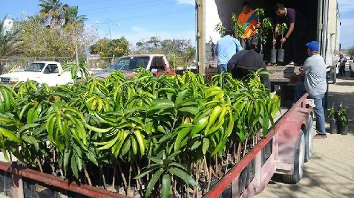 PLANTAS