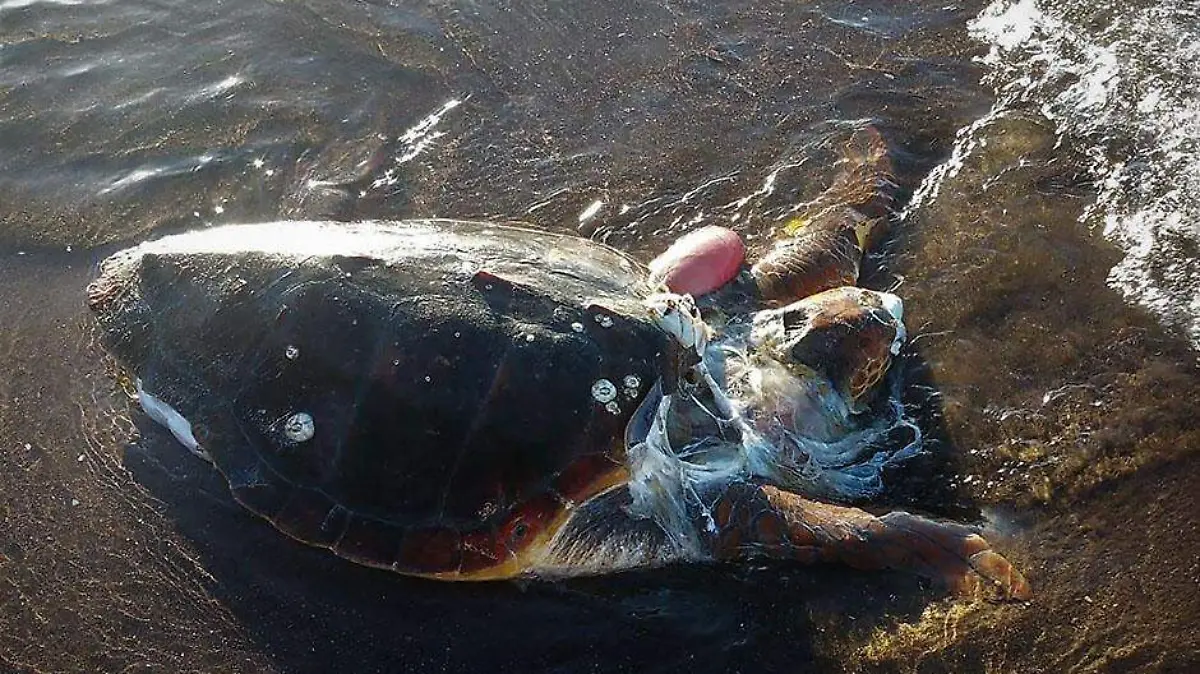 TORTUGA 2 Cortesia Departamento de Seguridad Aquatica