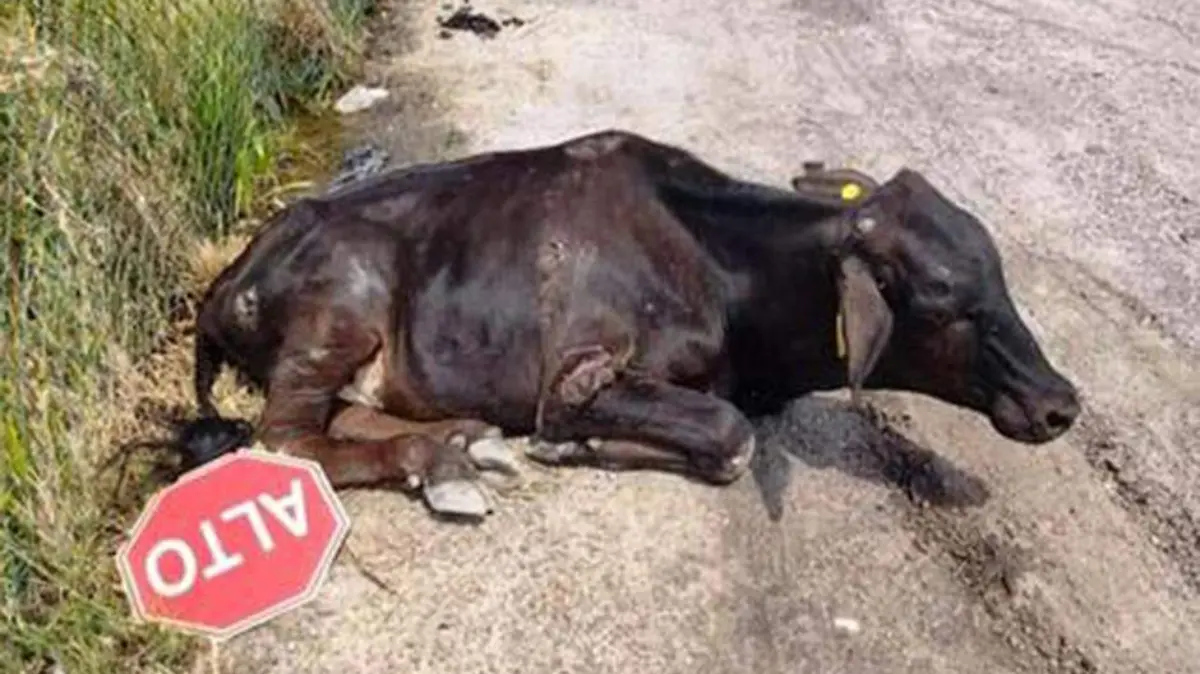Vaca