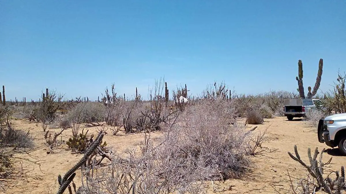 SEGUIMIENTO FOSAS