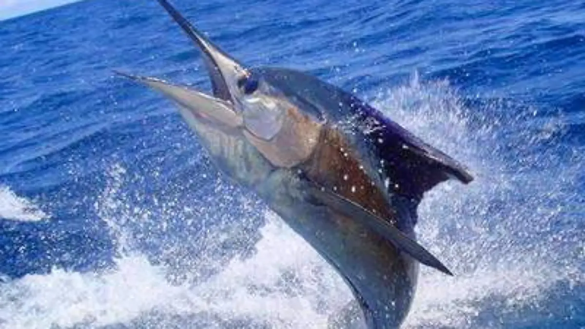 Pesca