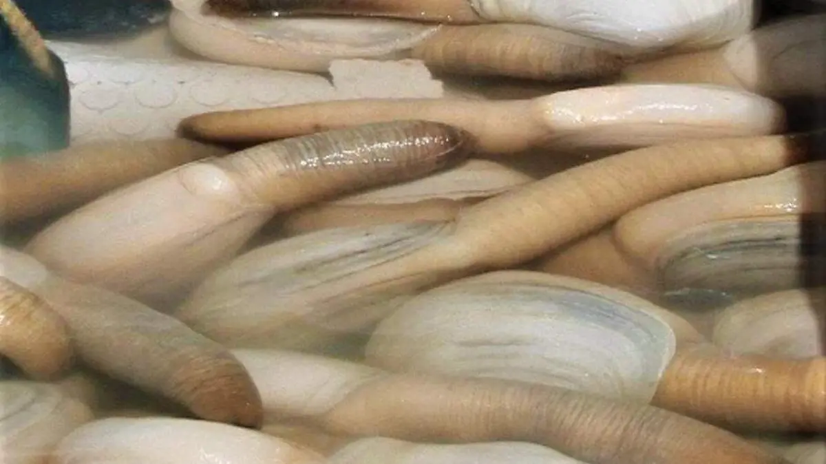 SEPADA_GENEROSA
