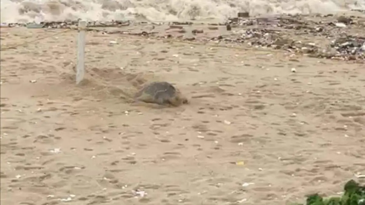 Tortuga desovando