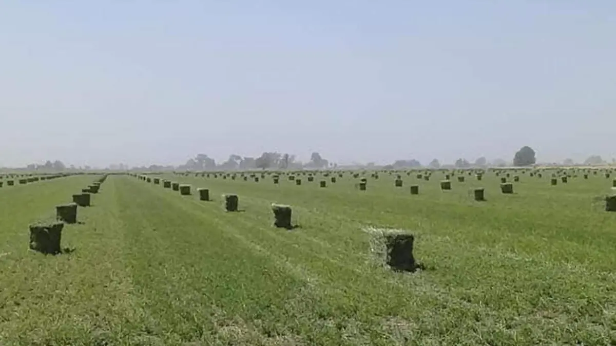 presupuesto campo