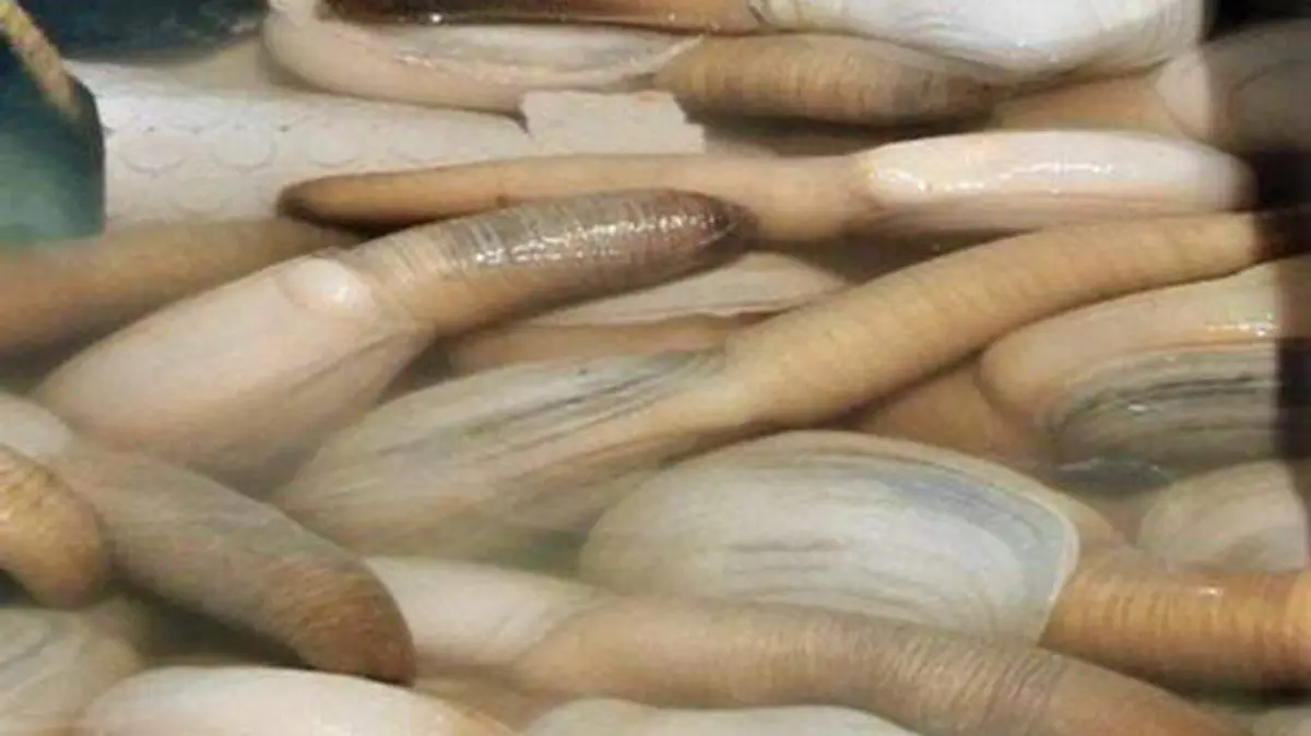GENEROSA