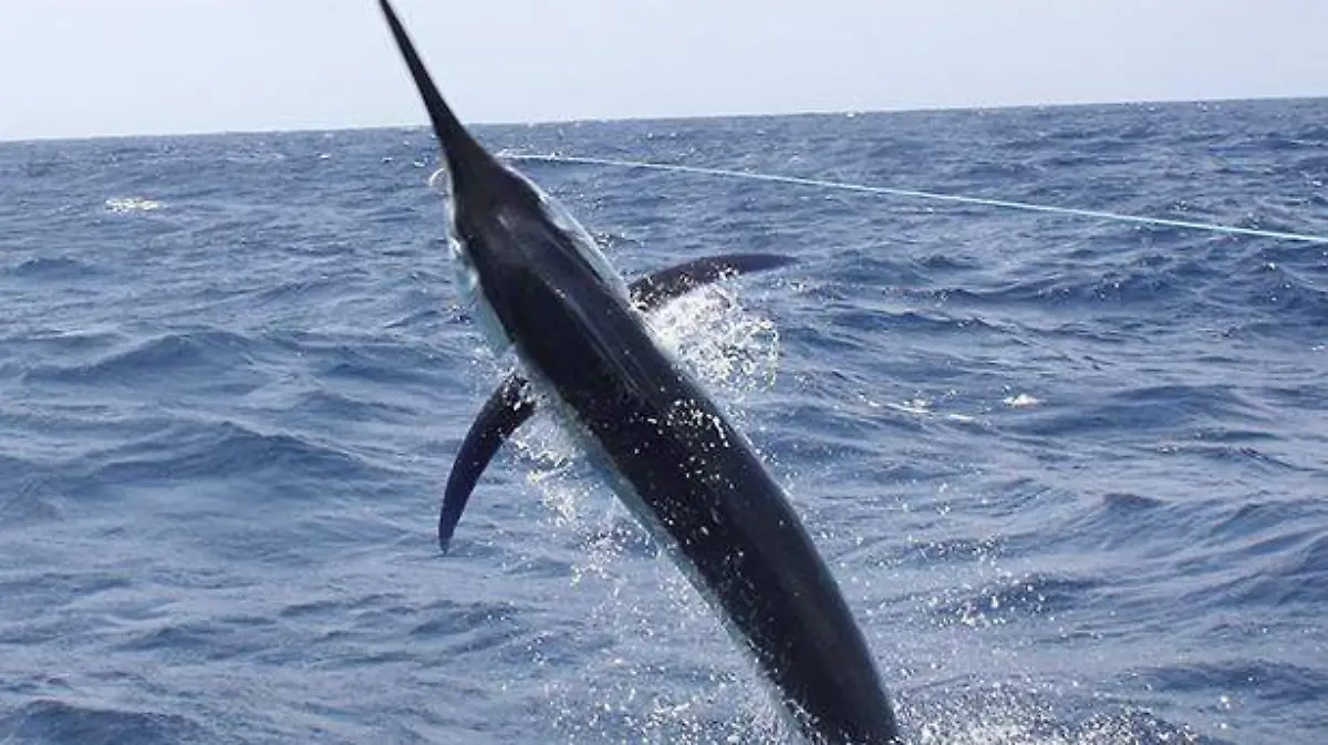 Marlin