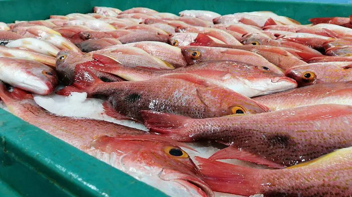 Ayuntamiento pesca 2