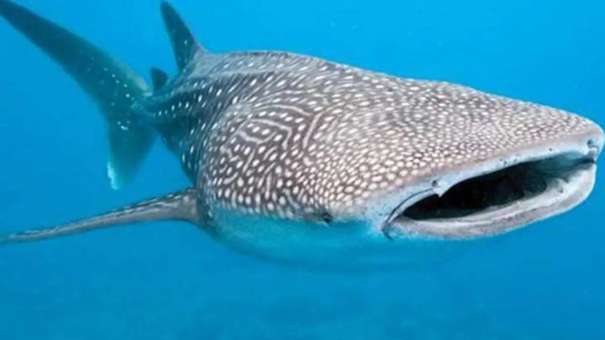 tiburon ballena