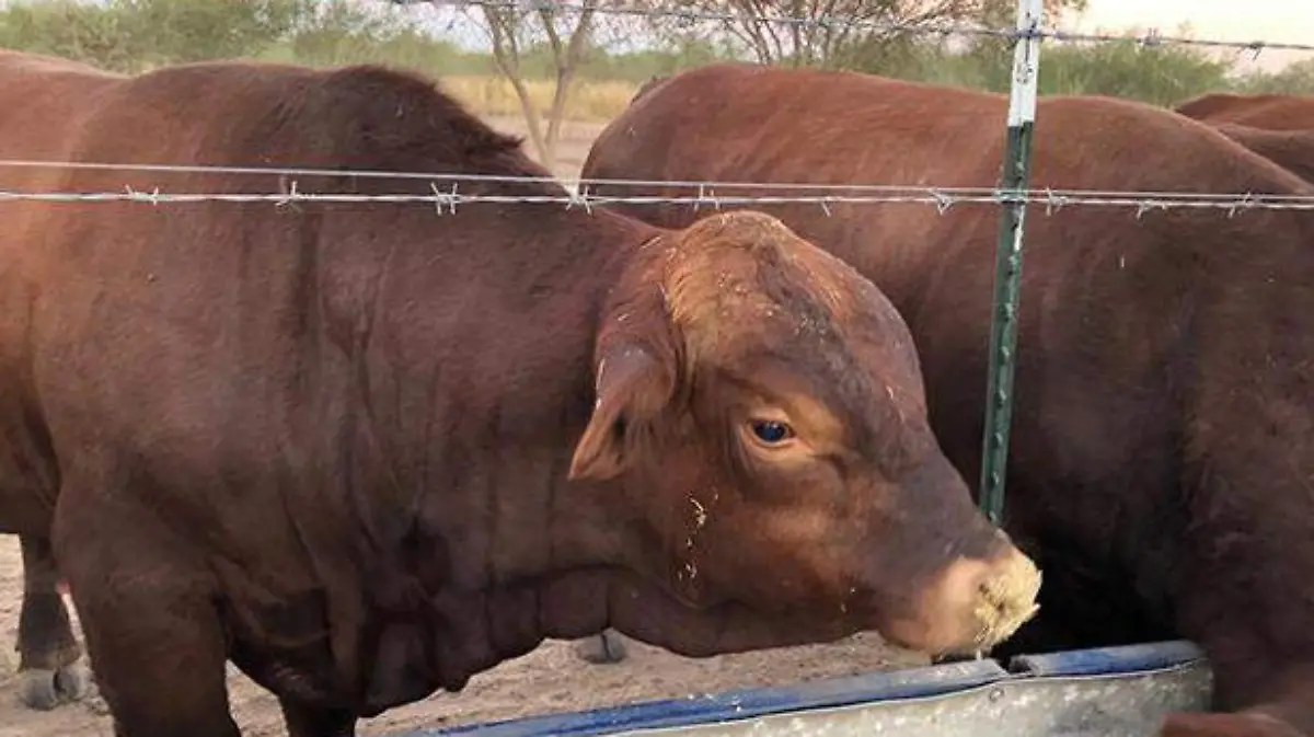 ganado