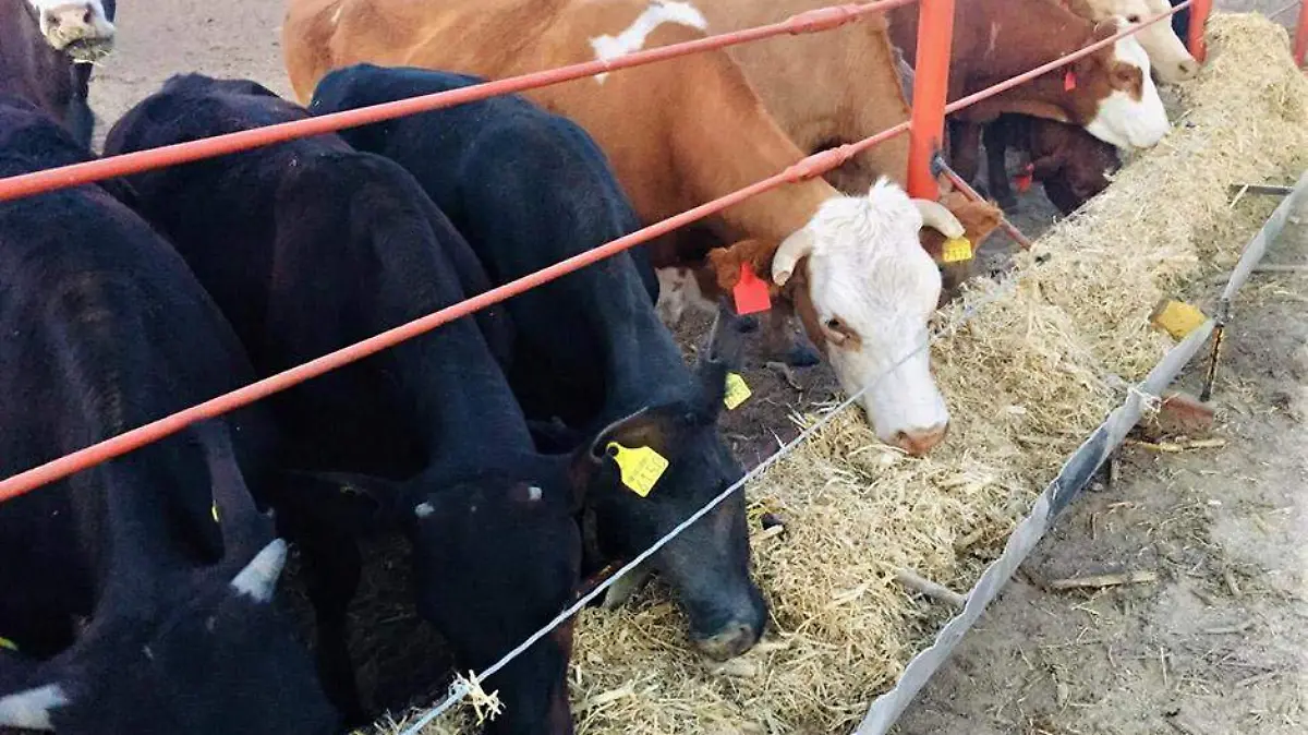 SEPADA_GANADERAS (1)