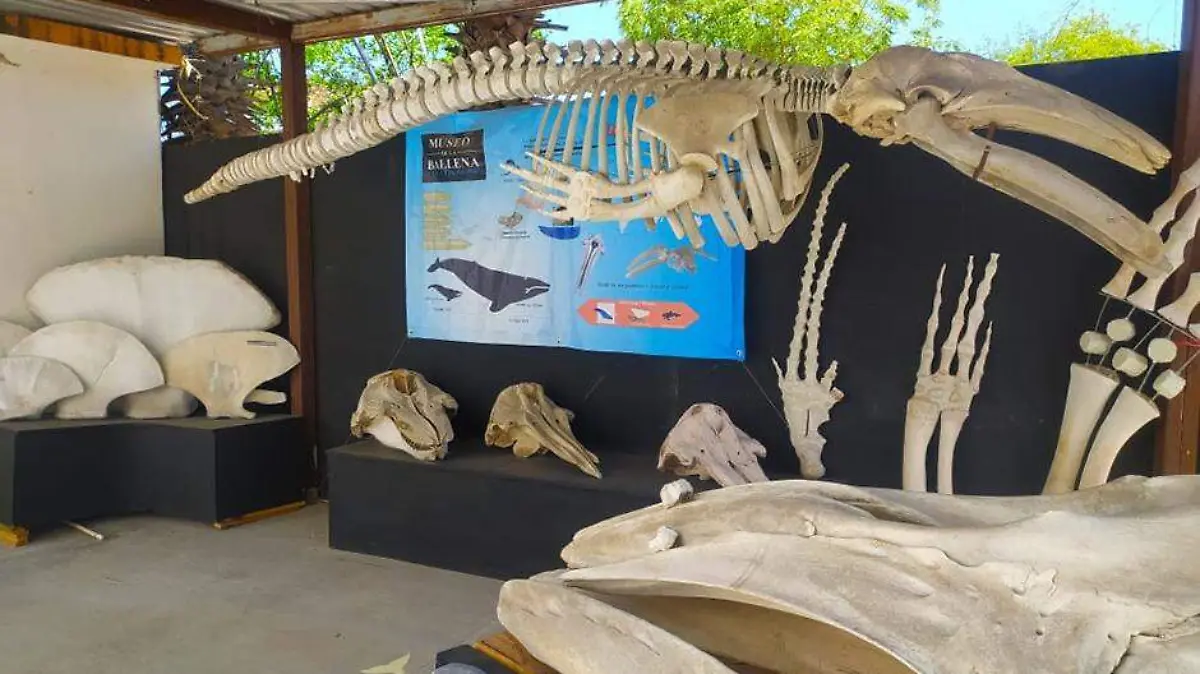 MUSEO BALLENA 5