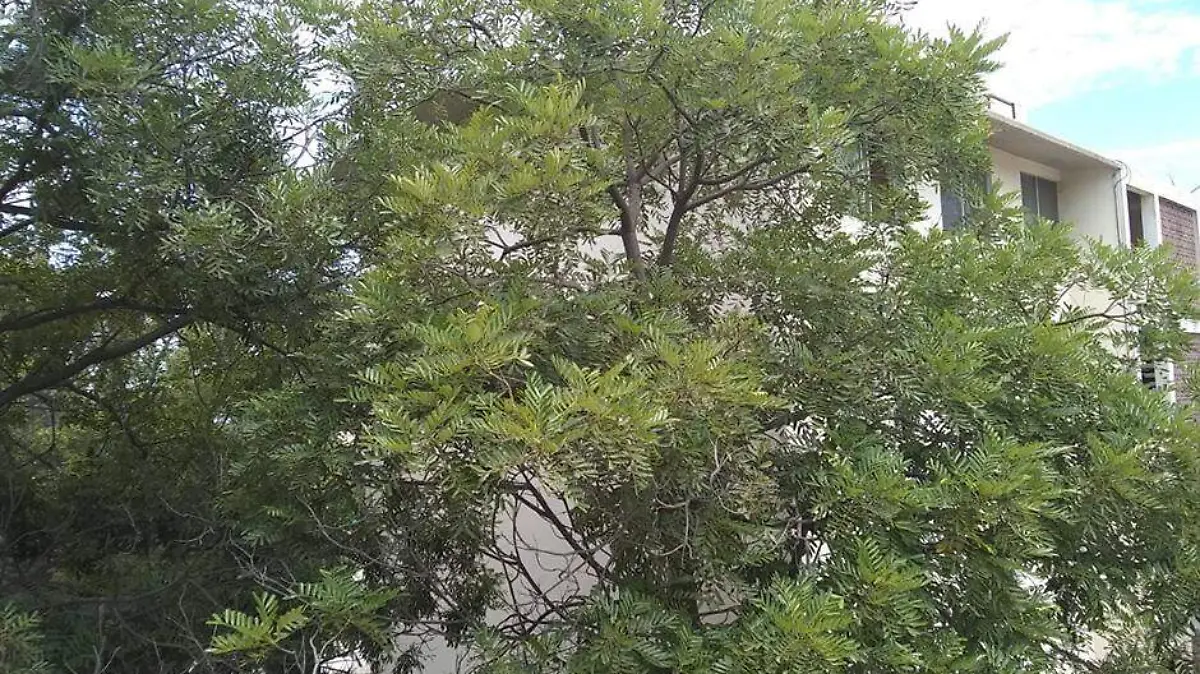 arbol2