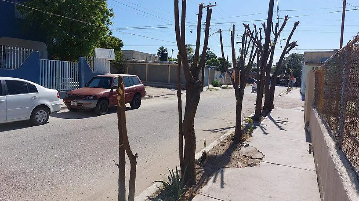 arboles