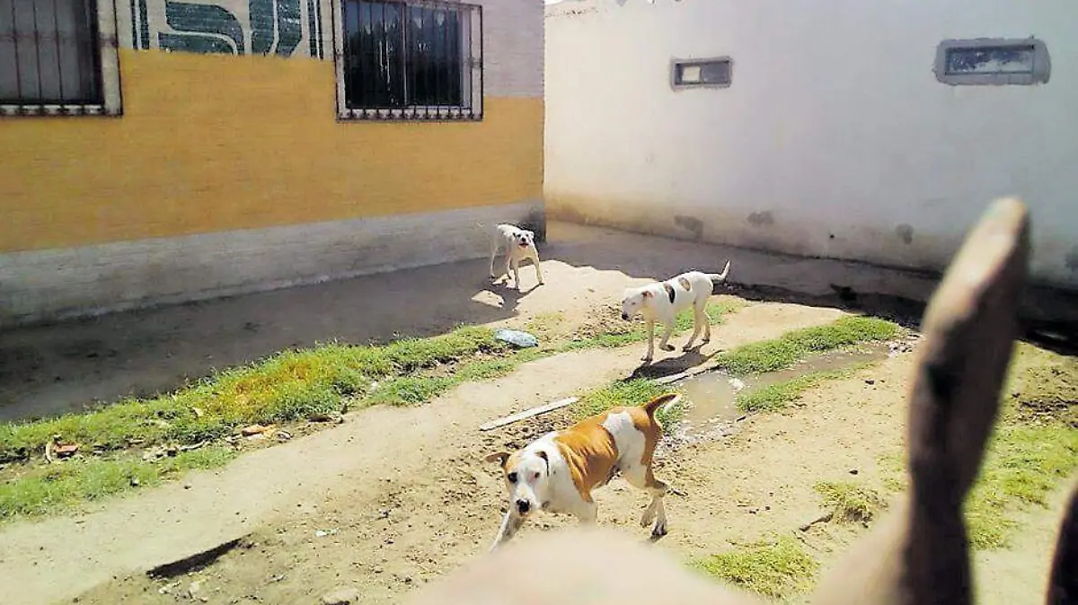PERROS RIESGO 3_CMYK