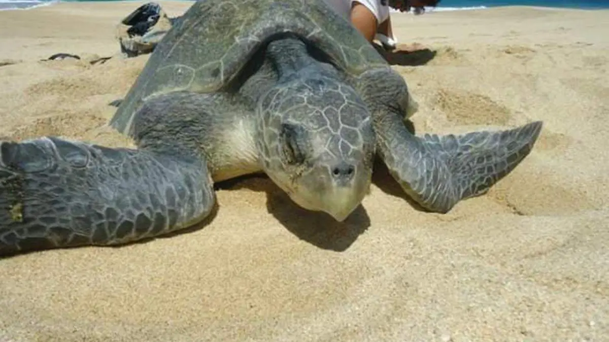 tortuguero
