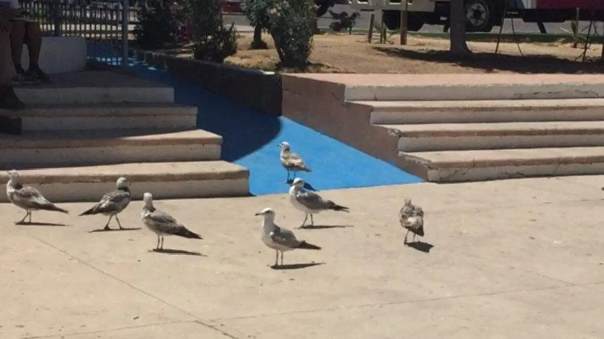 gaviotas