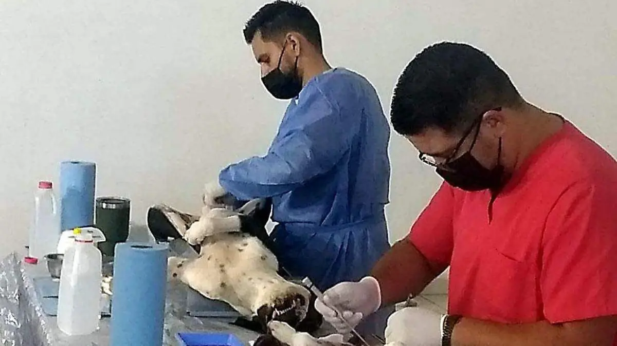 prestadores