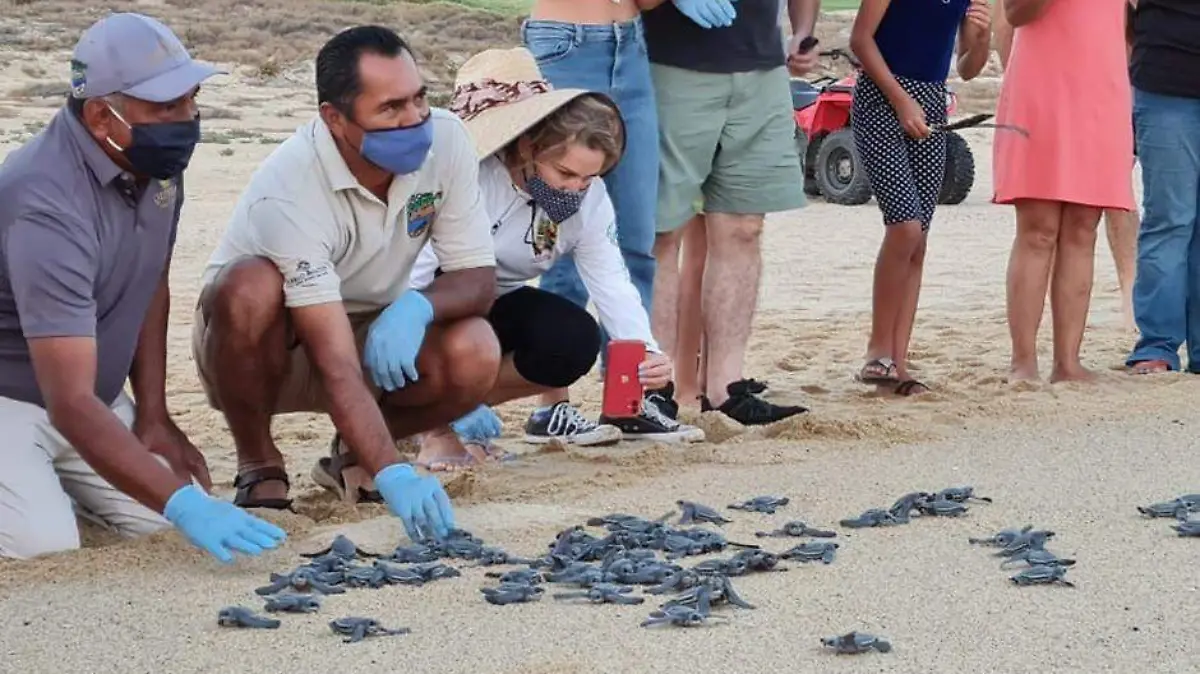 Concluye temporada de tortugas en Los Cabos