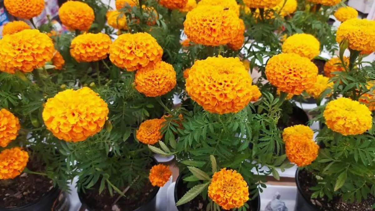 FLOR DE CEMPASUCHIL (2)