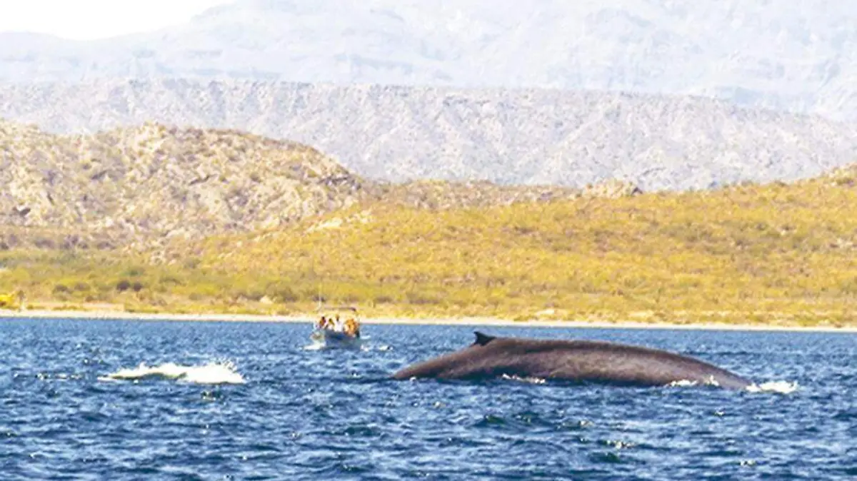 Ballena