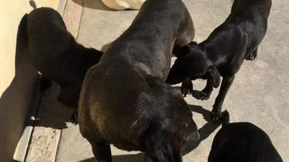 perros