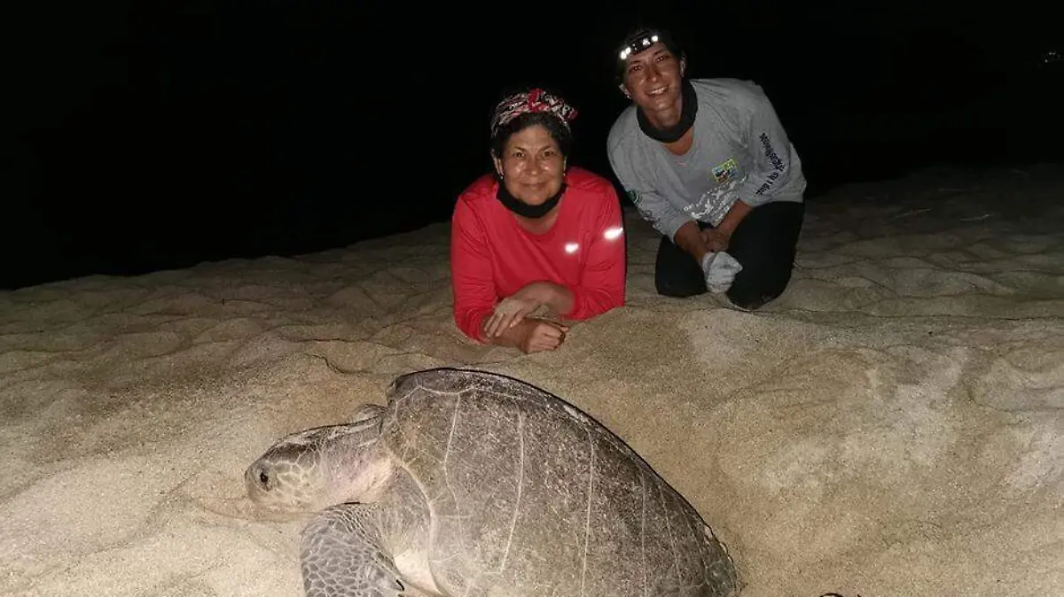 TORTUGAS 3