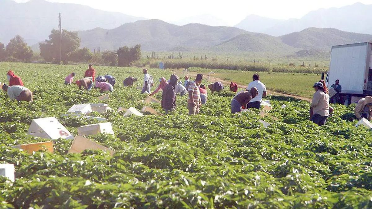 Jornales agricolas 1