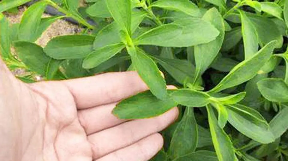 planta stevia