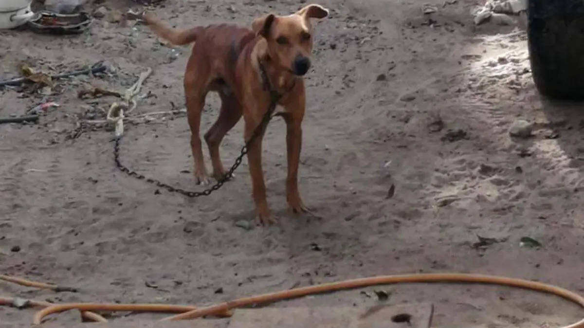 perro2