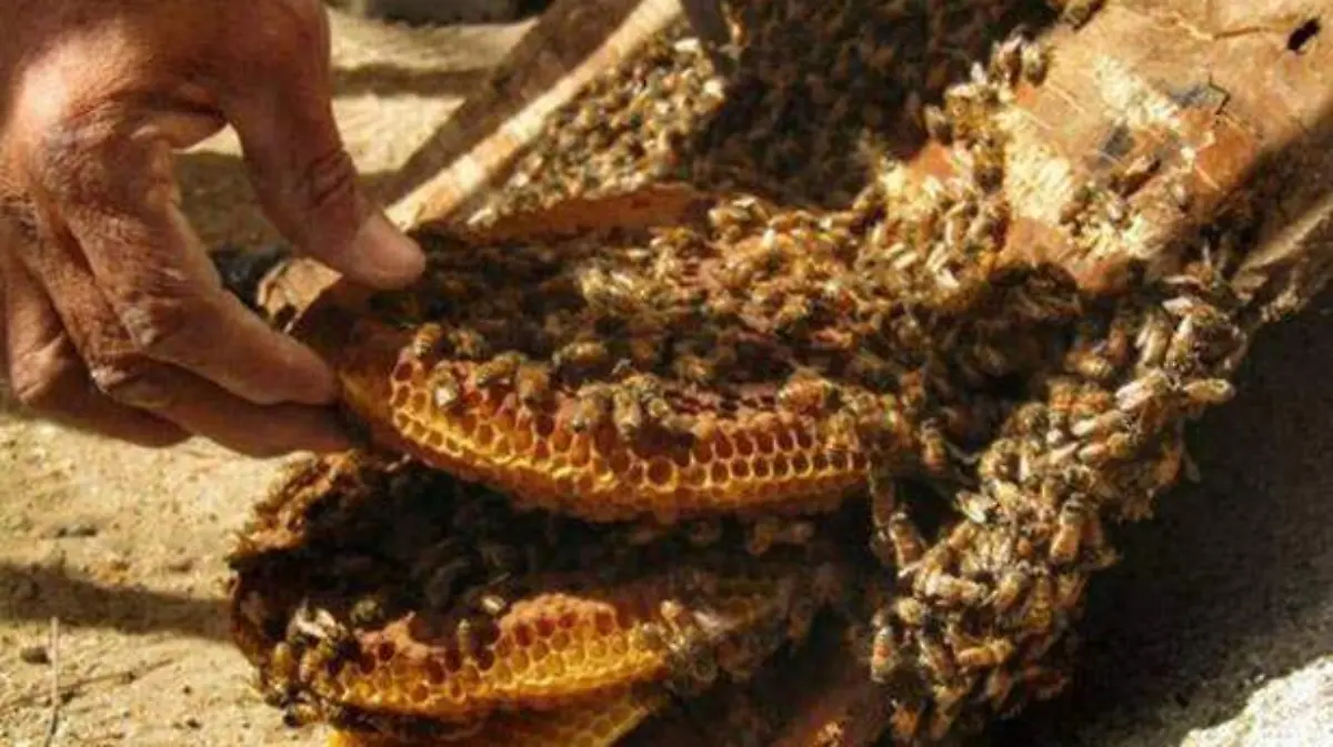 ABEJAS 1