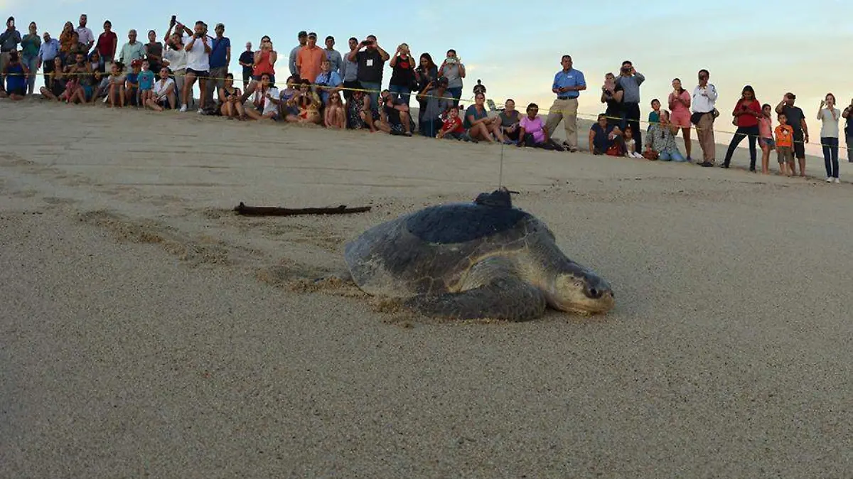 Tortuga