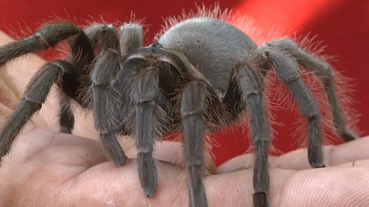 Tarántulas macho están en migración