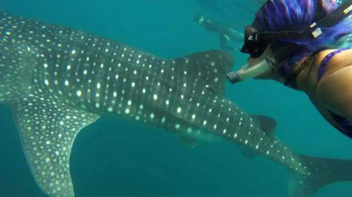 tiburon ballena
