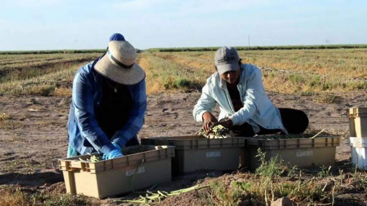 SEPADA PRODUCCION (2)