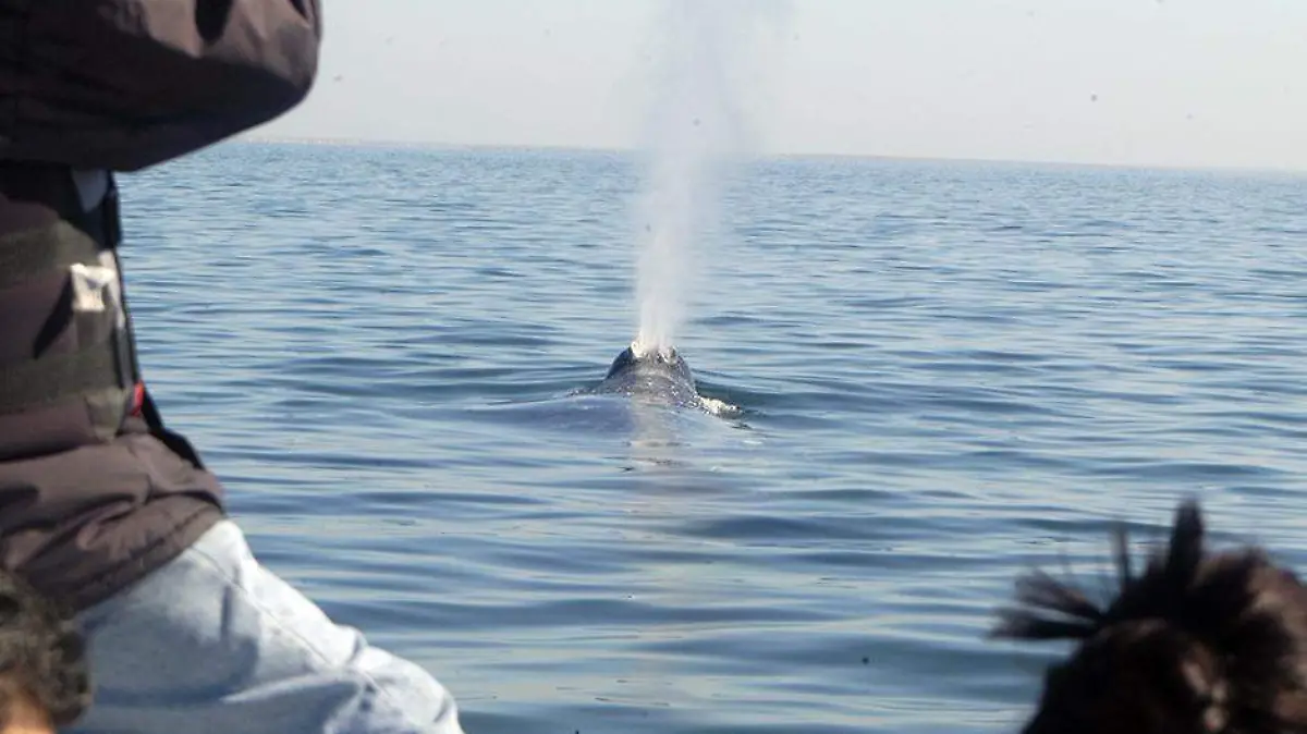 BALLENAS 44