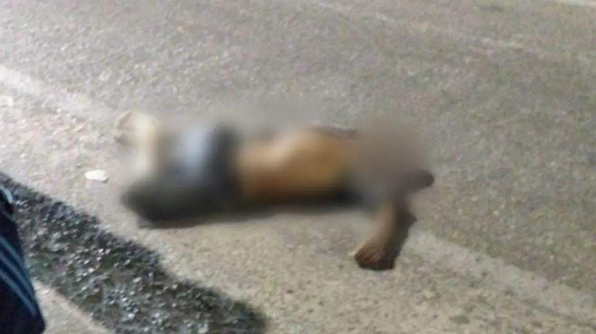 Hombre muere atropellado