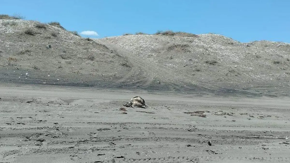 AFECTACIoN DUNAS (2)